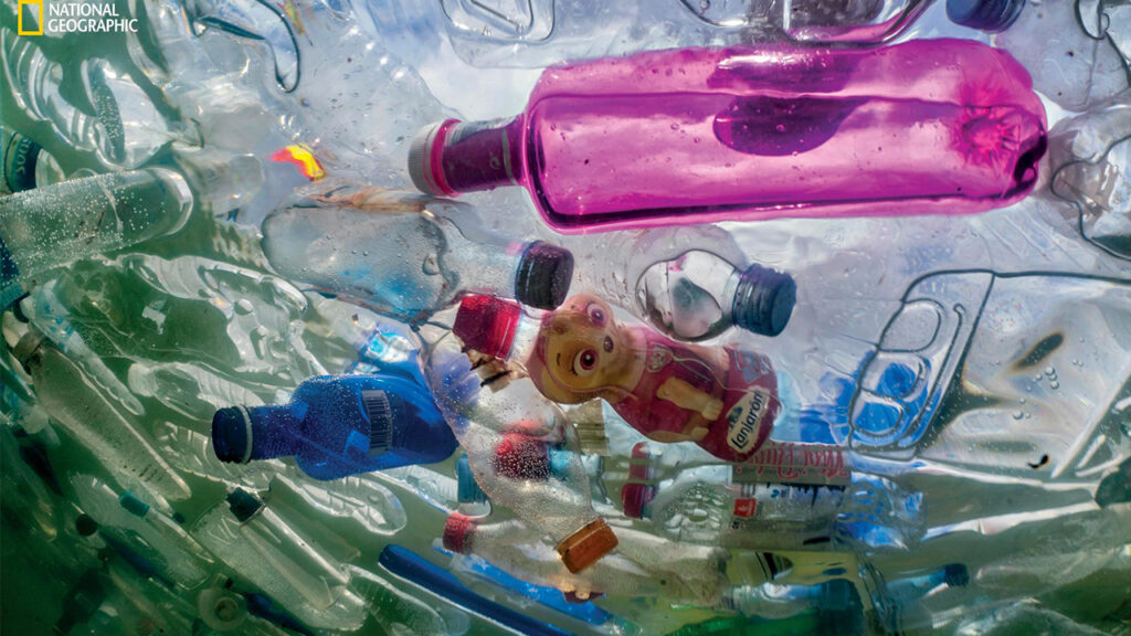 Пластиковая ловушка: фото морских животных, запутавшихся в пластмассовых отходах
